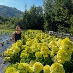 Hortenzia metlinatá (Hydrangea paniculata) ´PASTEL GREEN´® - výška 20-40 cm, kont. C2L